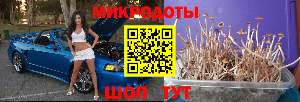 Псилоцибиновые грибы Psilocybine cubensis Тында
